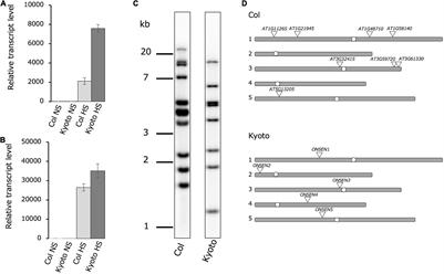 Epigenetic regulation of ecotype-specific expression of the heat-activated transposon ONSEN